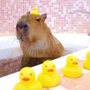 Meet your Posher, Ben